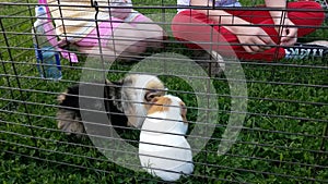 Guinea pigs