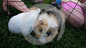 Guinea pigs