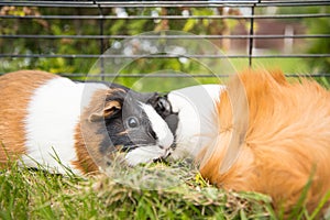 Guinea pigs