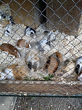 Guinea pigs