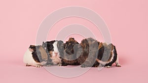 Guinea pigs babies next to each other on a pink background
