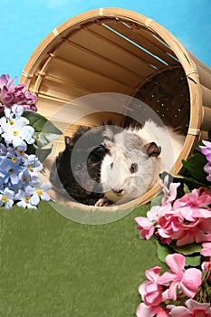 Guinea Pigs in a Basket