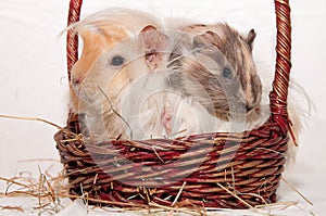 Guinea pigs in a basket