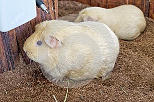 Guinea pigs with beige or golden hair