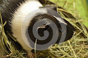 Guinea Pigs Black and White American Guinea Pig Pet