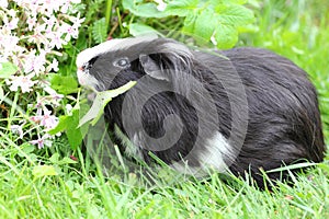 Guinea pigs Caviidae