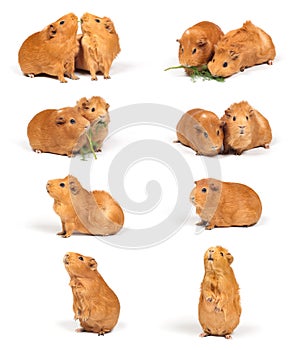 Guinea pigs - compilation photo