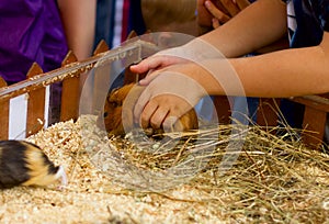 Guinea pigs in a contact zoo, children studying animals