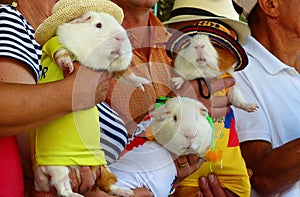 Guinea pigs in traditional clothes of Peru, Bolivia and Columbia
