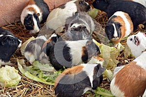 Guinea pigs eat Lettuce