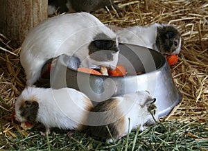 Guinea Pigs Eating