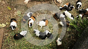 Guinea pigs eating grass.