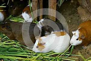 Guinea pigs eating grass in their housing