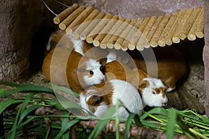 Guinea pigs eating grass in their housing