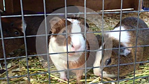 guinea pigs in escape gnaw a cage