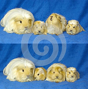 Guinea pigs family