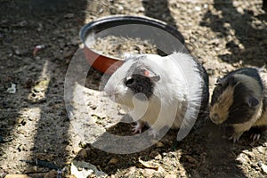 Guinea pigs on the farm. Slovakia