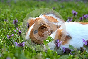 Guinea pigs and flowers