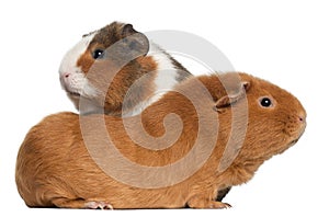 Guinea pigs, in front of white