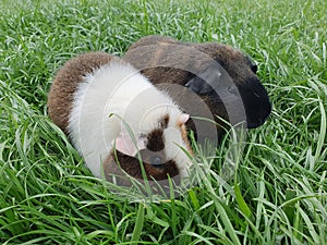 Guinea pigs on green in green grass, Teddy and American Teddy guinea pigs