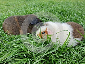 Guinea pigs on a green lawn in thick grass, guinea pigs Teddy and American Teddy