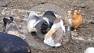 Guinea pigs on the ground