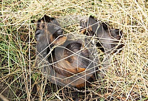 Guinea pigs in hey