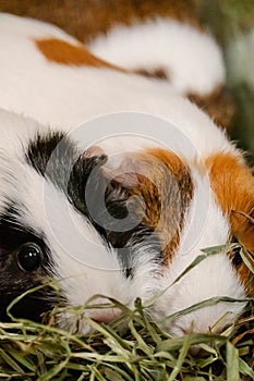 Guinea pigs huddle together in the corner of a cage. Cute.