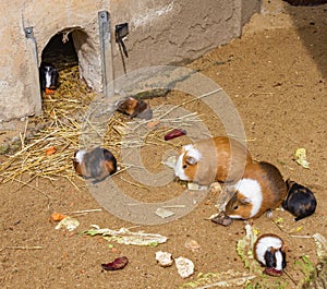 guinea pigs in Jihlava ZOO, Czech Republic