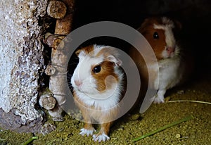 Guinea Pigs