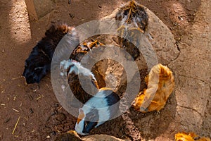 Guinea pigs at Monkey park in Tenerife, Canary Islands, Spain