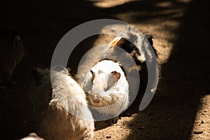 Guinea pigs moving in the shadow