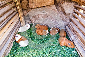 Guinea Pigs in Peru