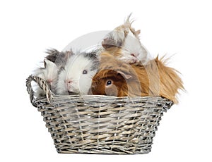 Guinea Pigs piled up in a wicker basket, isolated photo