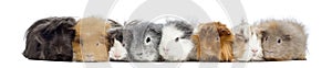 Guinea Pigs in a row, isolated