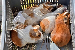 Guinea Pigs for Sale in Animal market, Ecuador