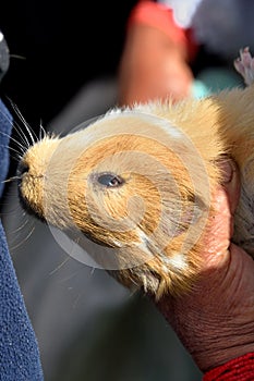 Guinea Pigs for Sale in Animal market, Ecuador