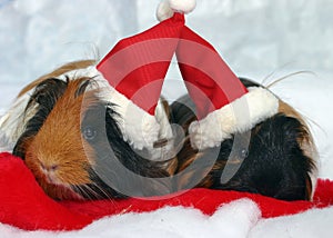 Guinea pigs in santa hats