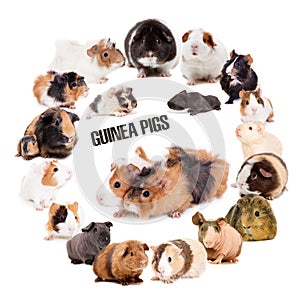 Guinea pigs set on white