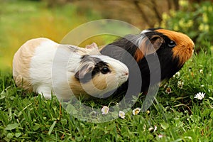 Guinea pigs sniffing