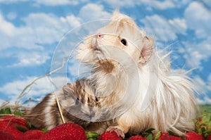 Guinea pigs on strawberries