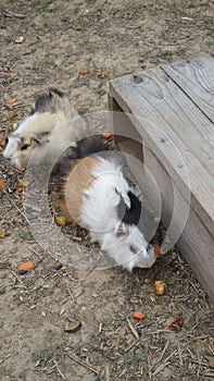 Guinea pigs at their wooden house