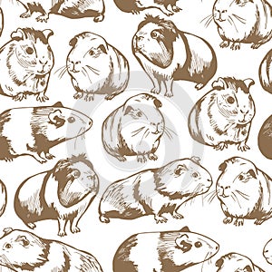 Guinea pigs. Vector pattern