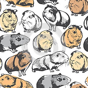 Guinea pigs. Vector pattern