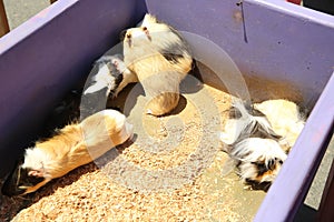 Guinea pigs that were raised in cages . A group of guinea pig are in the cage