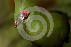 Guinea Turaco