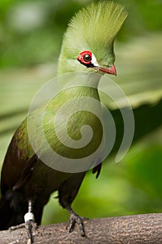 Guinea Turaco