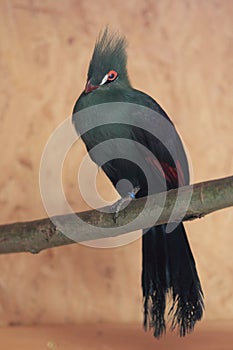 Guinea turaco