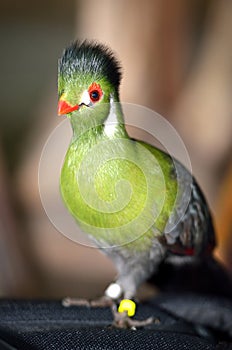 Guinea Turaco