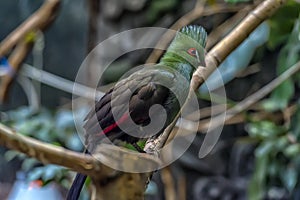 The Guinea turaco Tauraco persa